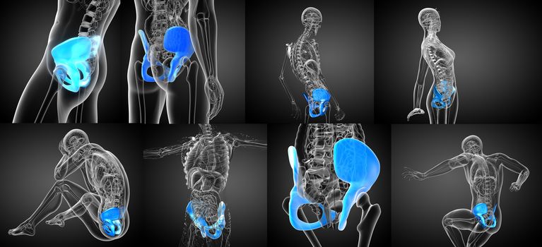 3d rendering medical illustration of the pelvis bone 