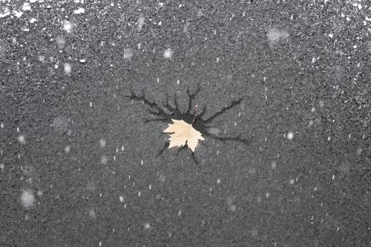 snow falling on a frozen lake with a fry leaf on the surface