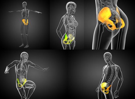 3d rendering medical illustration of the pelvis bone 