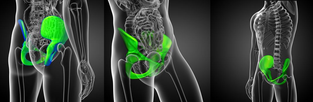 3d rendering medical illustration of the pelvis bone 