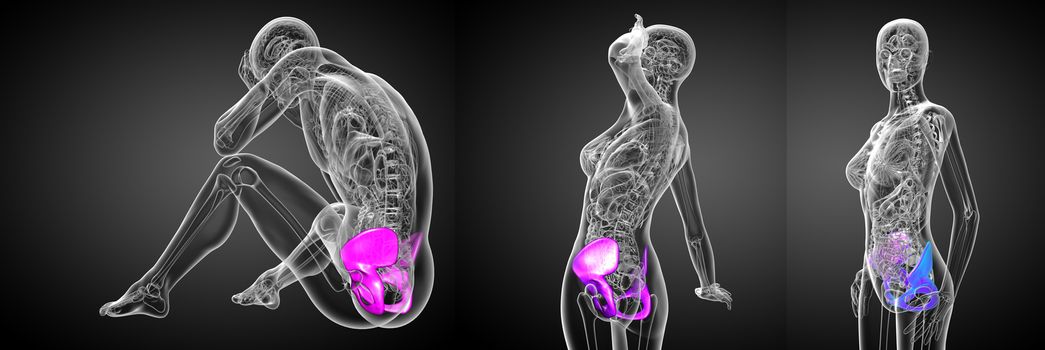 3d rendering medical illustration of the pelvis bone 