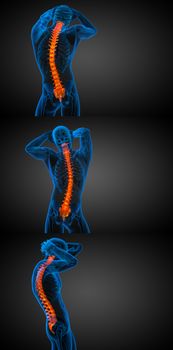 3d rendering medical illustration of the human spine 