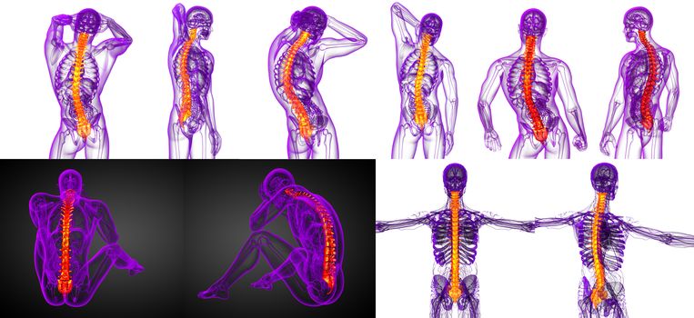 3d rendering medical illustration of the human spine 