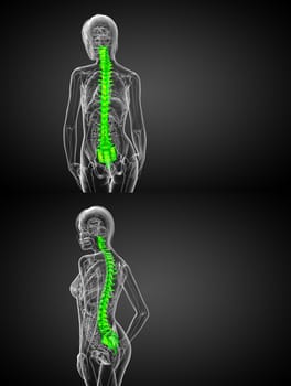 3d rendering medical illustration of the human spine 