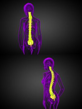 3d rendering medical illustration of the human spine 