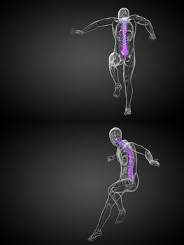 3d rendering medical illustration of the human spine 