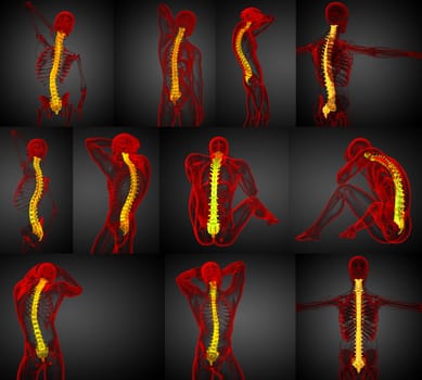 3d rendering medical illustration of the human spine 