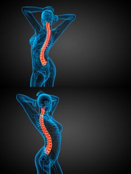 3d rendering medical illustration of the human spine 