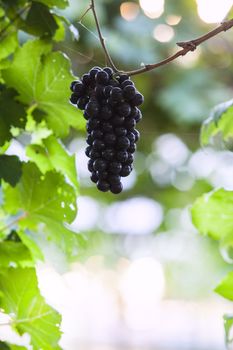 Vineyards at sunset in autumn harvest. Ripe grapes in fall Ripe grapes growing at wine fields. Natural grapevine