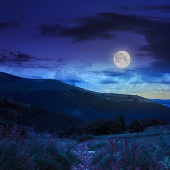 trail  with red flowers near the lawn of high green grass in the shade of a mountain with pine forest at night in moon light