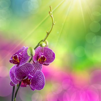 purple orchid flower with white stripes close up on blur green and purple background  in sun rays