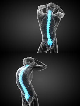 3d rendering medical illustration of the human spine 