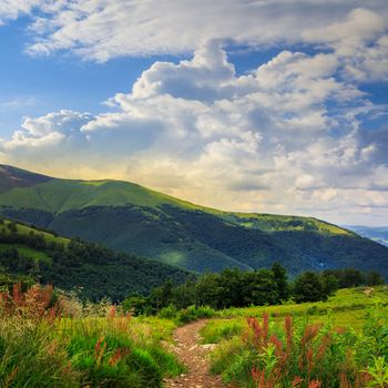 trail  with red flowers near the lawn of high green grass in the shade of a mountain with pine forest