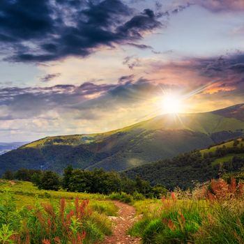 trail  with red flowers near the lawn of high green grass in the shade of a mountain with pine forest at sunset