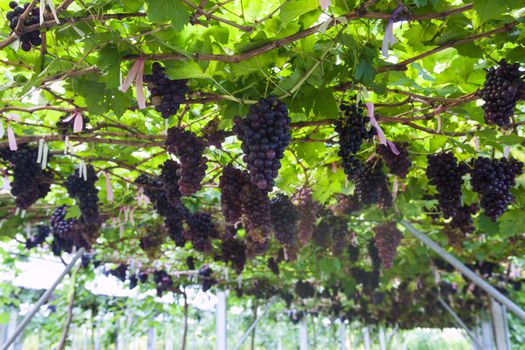 Vineyards at sunset in autumn harvest. Ripe grapes in fall Ripe grapes growing at wine fields. Natural grapevine