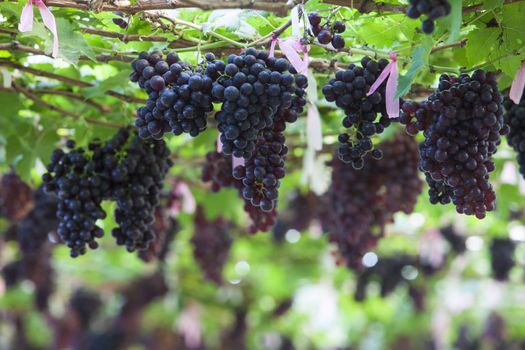 Vineyards at sunset in autumn harvest. Ripe grapes in fall Ripe grapes growing at wine fields. Natural grapevine