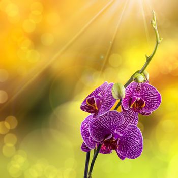 purple orchid flower with white stripes close up on blur yellow background in sun rays