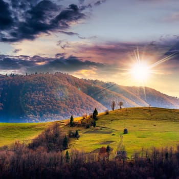 mountain summer landscape. pine trees near meadow and forest on hillside under  sky with clouds at sunset