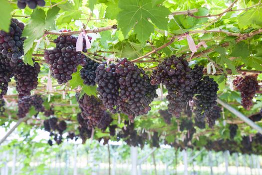 Vineyards at sunset in autumn harvest. Ripe grapes in fall Ripe grapes growing at wine fields. Natural grapevine