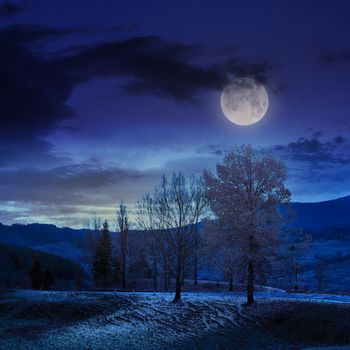 asphalt road going off into the mountain passes through the green shaded forest near rural places at night in moon light