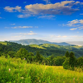 slope of mountain range with coniferous forest and valley