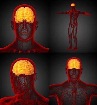 3d rendering medical illustration of the brain 