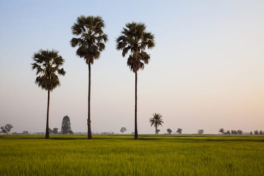 A coconut trees and a green confield in the evening.