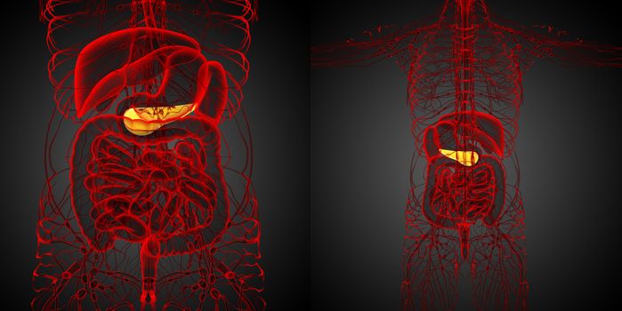 3d rendering medical illustration of the  pancrease 