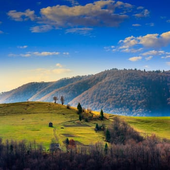 mountain summer landscape. pine trees near meadow and forest on hillside under  sky with clouds