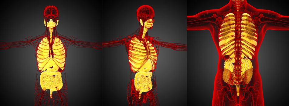 3d rendering medical illustration of the human digestive system and respiratory system