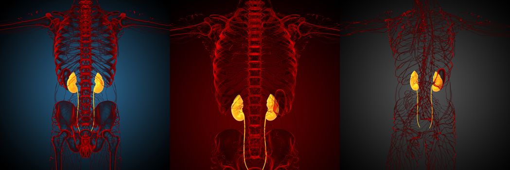3d rendering medical illustration of the kidney 