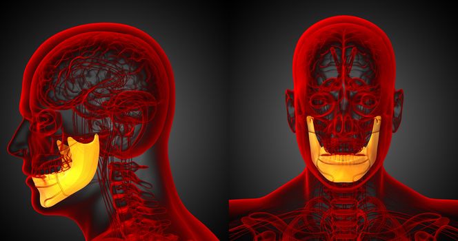  3d rendering medical illustration of the jaw bone