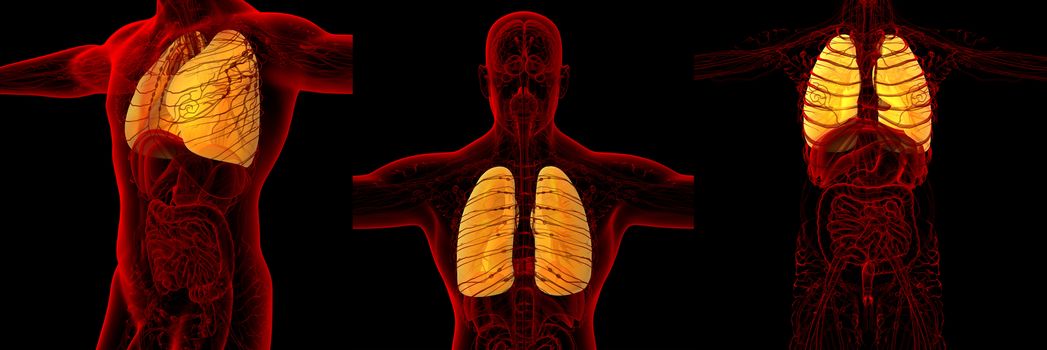 3d rendering medical illustration of the human lung 