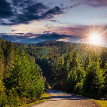 asphalt road going off into the distance on the left, passes through the green shaded forest at sunset