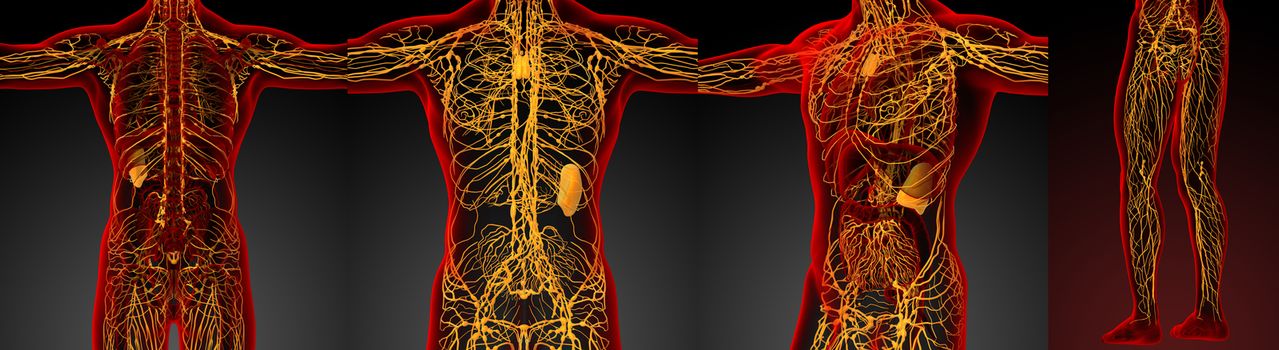 3d rendering medical illustration of the lymphatic system 