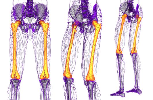 3d rendering medical illustration of the femur bone