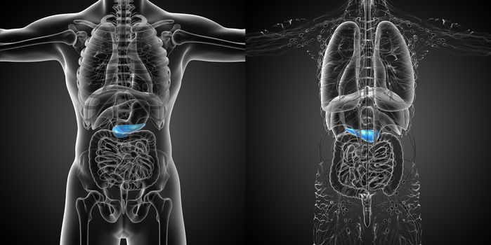 3d rendering medical illustration of the  pancrease