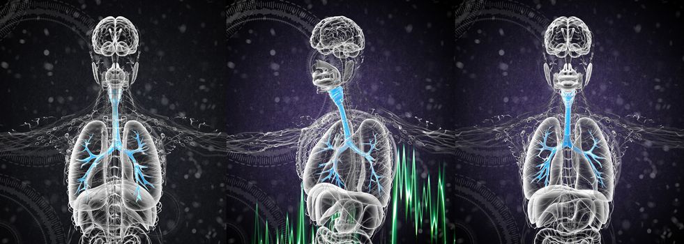 3D rendering medical illustration of the male bronchi