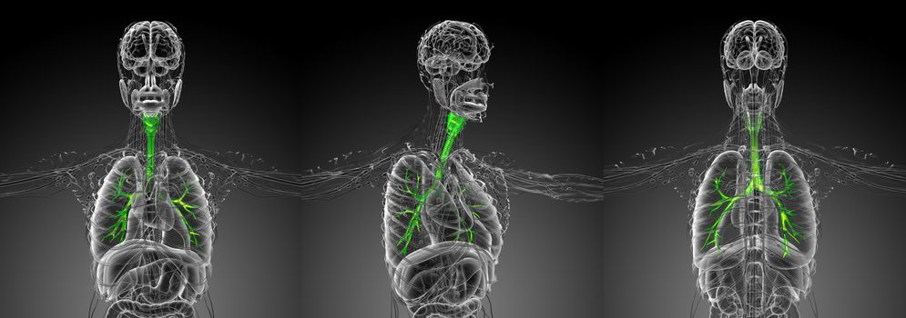 3d rendering medical illustration of the brounchi 