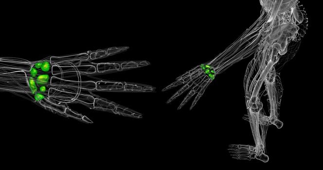 3d rendered illustration of the human carpal bones