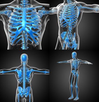 3d rendering medical illustration of the human skeleton