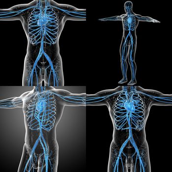 3d rendering medical illustration of the human vascular system