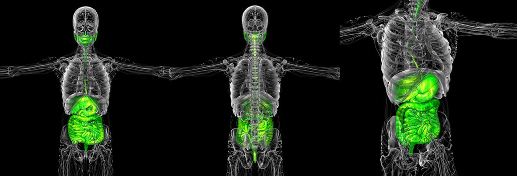 3d rendering medical illustration of the human digestive system 