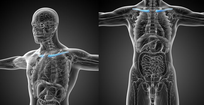 3d rendering medical illustration of the clavicle bone
