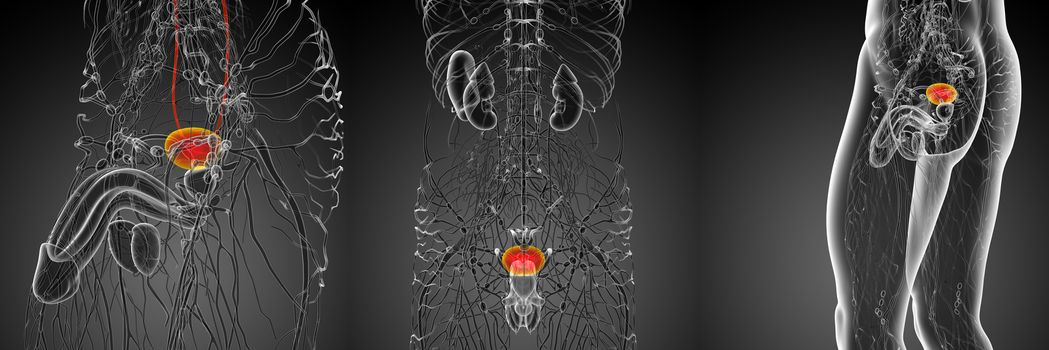 3d rendering medical illustration of the bladder 