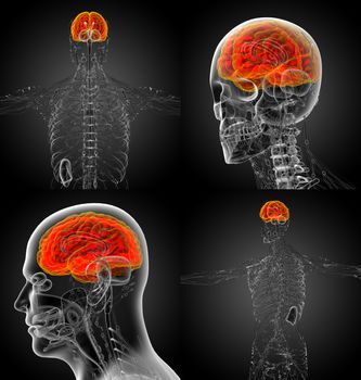 3d rendering medical illustration of the brain