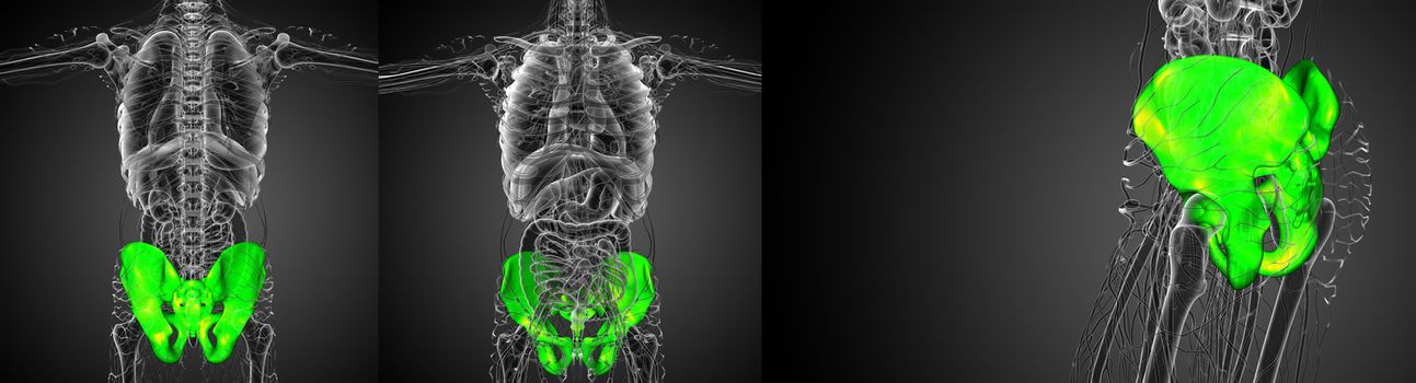 3D rendering illustration of the pelvis bone