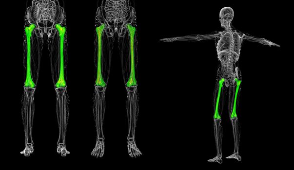 3d rendering medical illustration of the femur bone