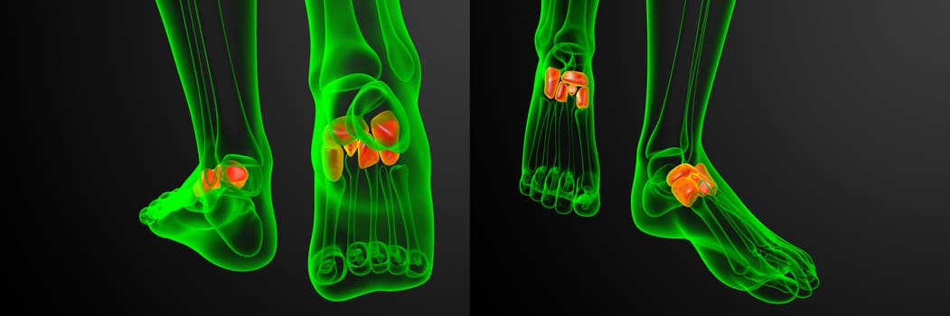 3d rendering medical illustration of the midfoot bone