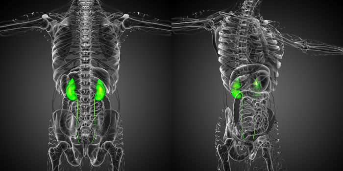 3d rendering medical illustration of the human kidney 